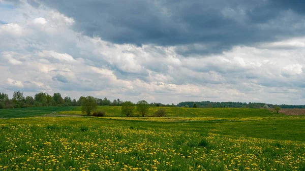 Весняні Літні Поля Сільській Місцевості Лісом Задньому Плані Зелена Трава — стокове фото