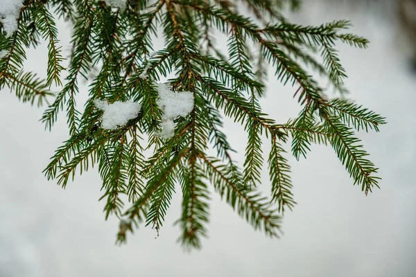 Текстура Зимового Лісу Дерева Вкриті Снігом Сонячний День — стокове фото