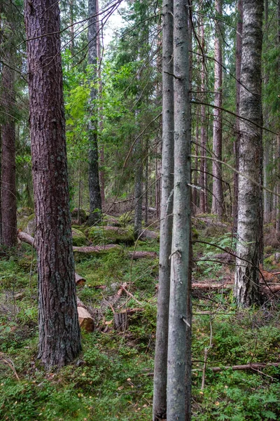 Зелений Свіжий Літній Ліс Стовбурами Дерев Шлунками Травою Зелене Мокре — стокове фото