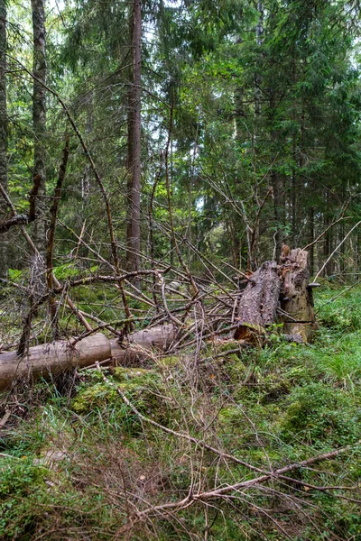 Vert Forêt Fraîche Été Avec Troncs Arbres Des Stompes Herbe — Photo