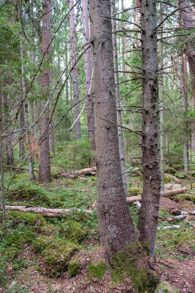 绿油油的夏季森林 有树干 山脚和青草 绿色湿叶 — 图库照片