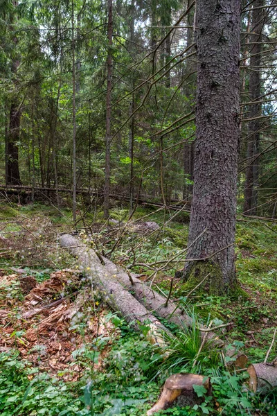 Vert Forêt Fraîche Été Avec Troncs Arbres Des Stompes Herbe — Photo
