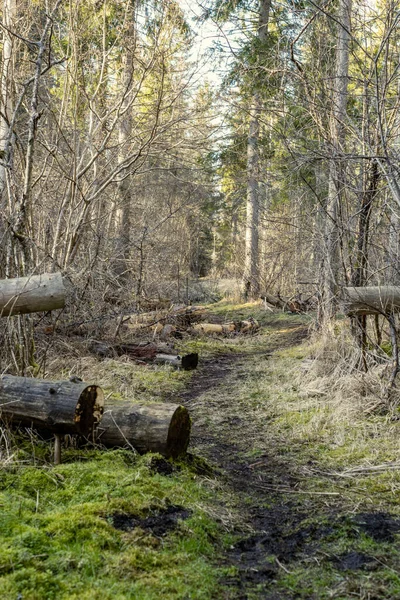 Étroite Route Forestière Campagne Avec Surface Gravier Feuillage Vert Autour — Photo