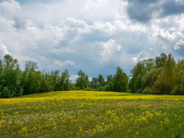 森林を背景に田舎の春の夏のフィールド 緑の草 — ストック写真