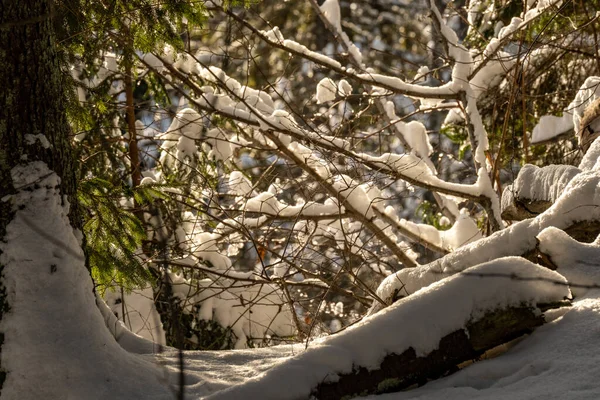 Textura Escena Del Bosque Invierno Árboles Cubiertos Nieve Día Soleado —  Fotos de Stock
