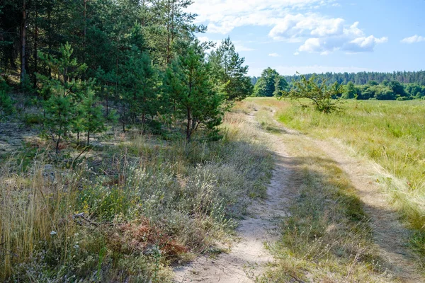 Étroite Route Forestière Campagne Avec Surface Gravier Feuillage Vert Autour — Photo