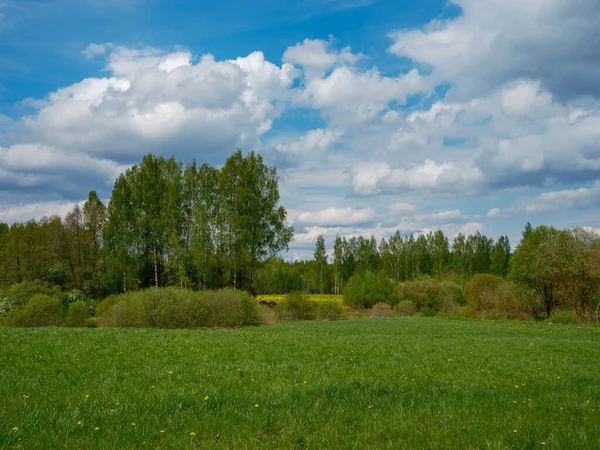 森林を背景に田舎の春の夏のフィールド 緑の草 — ストック写真