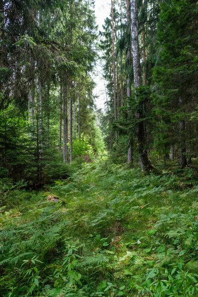 Frischer Grüner Sommerwald Mit Baumstämmen Stampfen Und Gras Grünes Nasses — Stockfoto