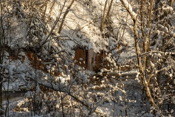 Vinterskogsscenens Struktur Träd Täckta Snö Solig Dag — Stockfoto