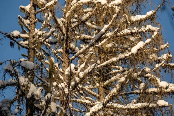 Texture Scène Forêt Hiver Arbres Couverts Neige Par Temps Ensoleillé — Photo