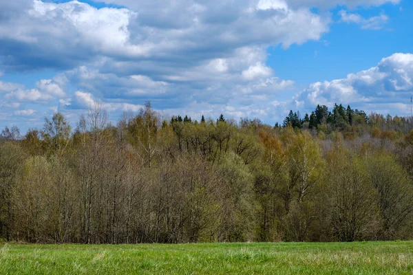 Spring Summer Fields Countryside Forest Background Green Grass — Stock Photo, Image