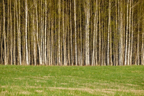 Arazinin Kenarındaki Ağaç Gövdesi Duvarı Doğa Ormanı Sahnesi — Stok fotoğraf