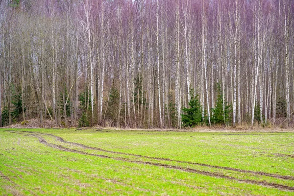 Parete Tronco Albero Sul Lato Del Campo Natura Foresta Scena — Foto Stock