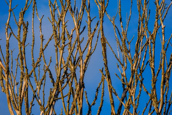 Trädstam Vägg Sidan Fältet Natur Skog Scen — Stockfoto