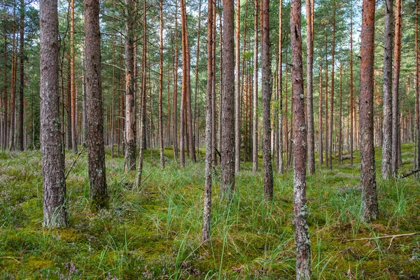 Зелений Свіжий Літній Ліс Стовбурами Дерев Шлунками Травою Зелене Мокре — стокове фото