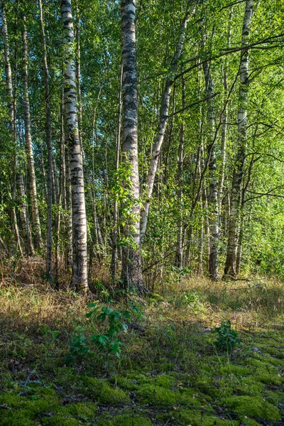 Зелений Свіжий Літній Ліс Стовбурами Дерев Шлунками Травою Зелене Мокре — стокове фото