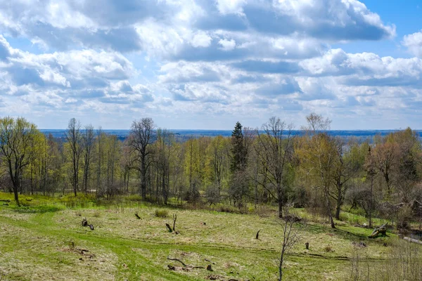 Tavaszi Nyári Mezők Vidéken Erdő Háttérben Zöld — Stock Fotó