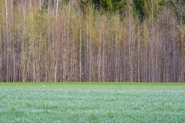 Mur Tronc Arbre Sur Côté Champ Nature Forêt Scène — Photo