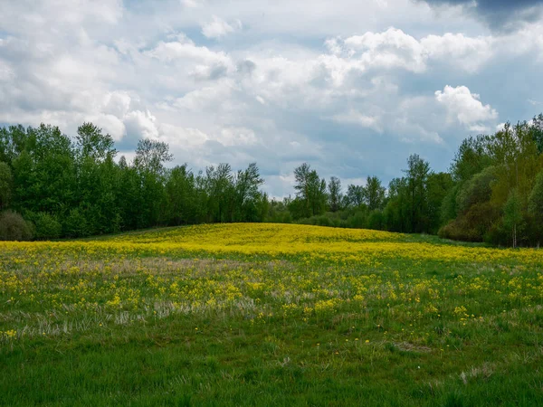 Весенние Летние Поля Сельской Местности Лесом Заднем Плане Зеленая Трава — стоковое фото