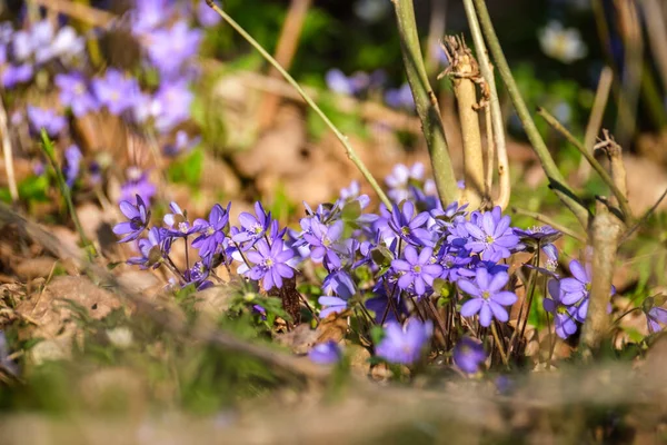 晴れた日の緑の草の中の小さな青い春の花 — ストック写真