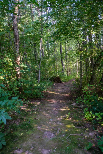 Verde Bosque Fresco Verano Con Troncos Árboles Pisadas Hierba Follaje —  Fotos de Stock