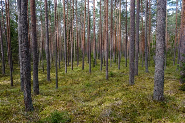 Ściana Bagażnika Drzewa Stronie Pola Natura Las Scena — Zdjęcie stockowe