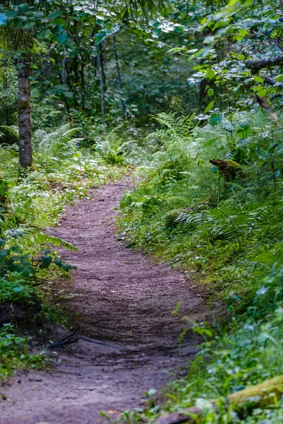 Smalle Bosweg Met Grindoppervlak Groen Gebladerte Rondom — Stockfoto