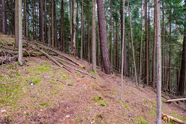 Ściana Bagażnika Drzewa Stronie Pola Natura Las Scena — Zdjęcie stockowe