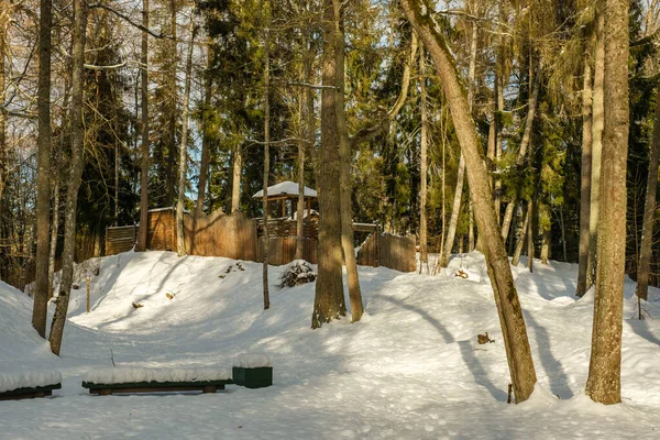 Textura Cena Floresta Inverno Árvores Cobertas Neve Dia Ensolarado — Fotografia de Stock