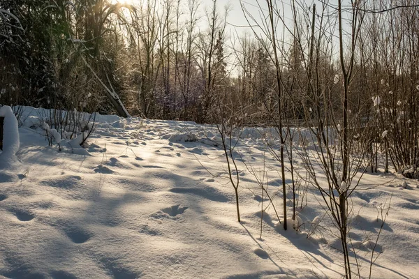 Trama Scena Foresta Invernale Alberi Ricoperti Neve Nella Giornata Sole — Foto Stock
