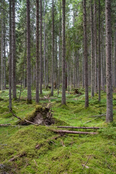 Grön Fräsch Sommarskog Med Trädstammar Stampar Och Gräs Gröna Blöta — Stockfoto