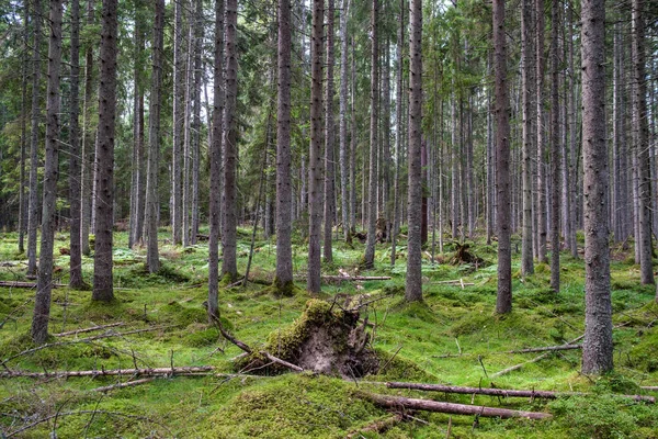 Verde Bosque Fresco Verano Con Troncos Árboles Pisadas Hierba Follaje —  Fotos de Stock