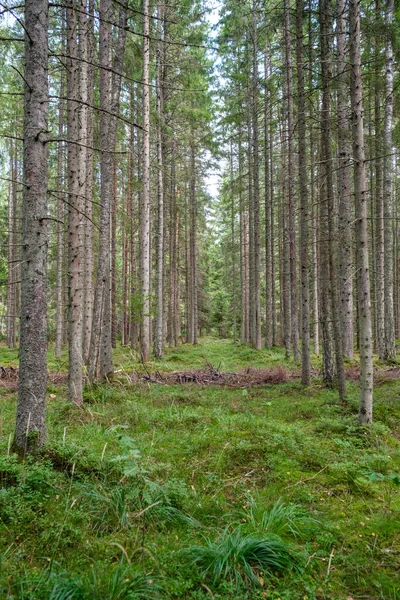 Verde Bosque Fresco Verano Con Troncos Árboles Pisadas Hierba Follaje — Foto de Stock