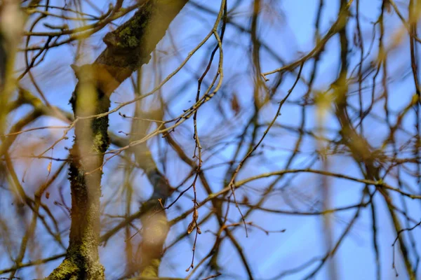 Ściana Bagażnika Drzewa Stronie Pola Natura Las Scena — Zdjęcie stockowe