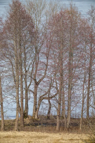 Baumstammmauer Auf Der Seite Des Feldes Naturwaldszene — Stockfoto