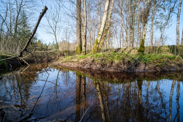 Bomen Aan Het Water Met Blauwe Lucht Reflecties Het Oppervlak — Stockfoto