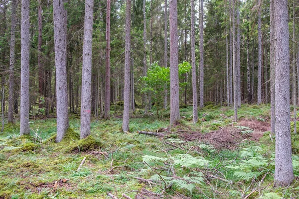 Zielony Świeży Letni Las Pniami Nadęciami Trawą Zielone Liście Mokre — Zdjęcie stockowe