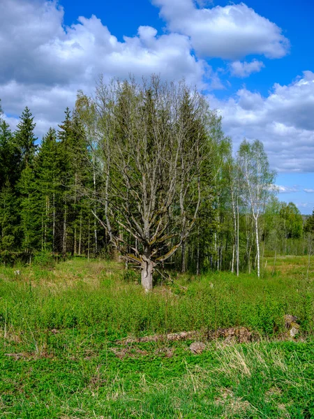 Campos Verão Primavera Campo Com Floresta Fundo Relva Verde — Fotografia de Stock