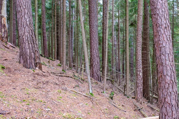 Ściana Bagażnika Drzewa Stronie Pola Natura Las Scena — Zdjęcie stockowe