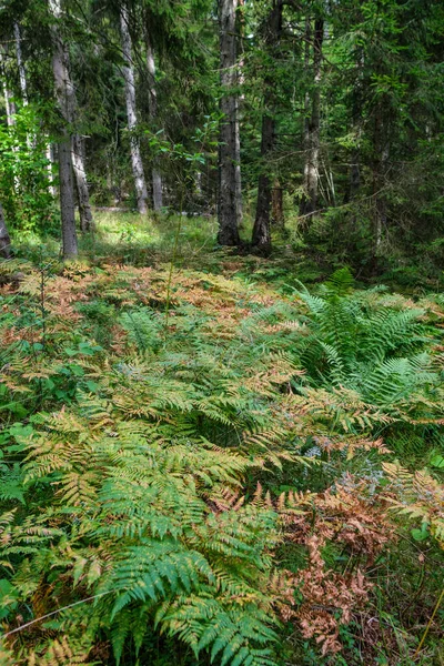 Frischer Grüner Sommerwald Mit Baumstämmen Stampfen Und Gras Grünes Nasses — Stockfoto