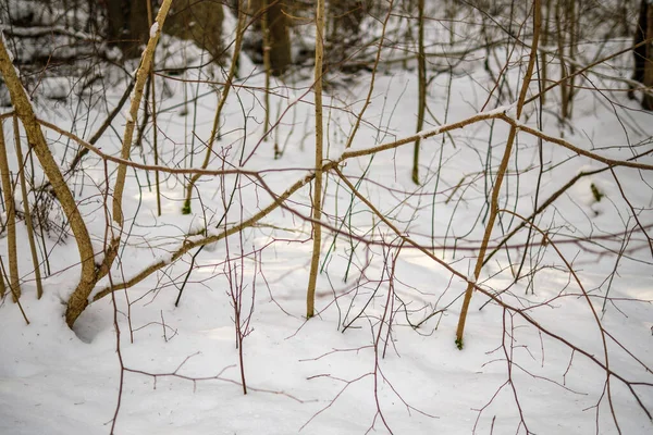 Texture Scène Forêt Hiver Arbres Couverts Neige Par Temps Ensoleillé — Photo