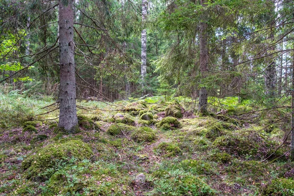 Green Fresh Summer Forest Tree Trunks Stomps Grass Green Wet — Stock Photo, Image