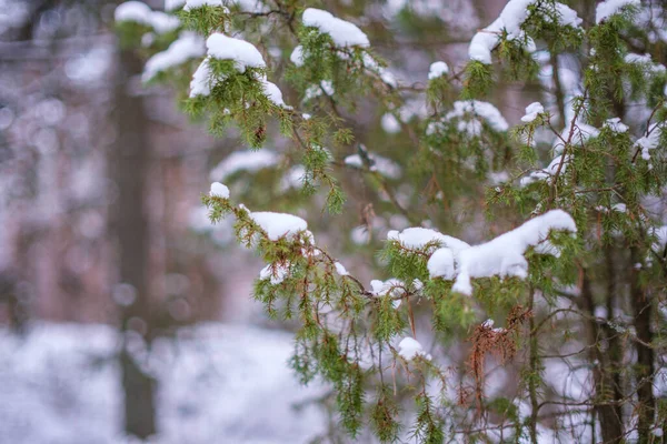 Текстура Зимового Лісу Дерева Вкриті Снігом Сонячний День — стокове фото