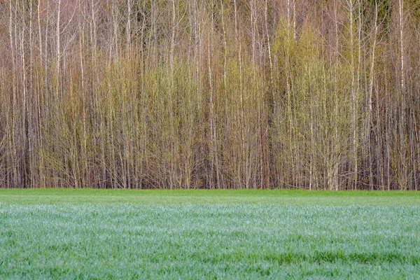 Mur Tronc Arbre Sur Côté Champ Nature Forêt Scène — Photo