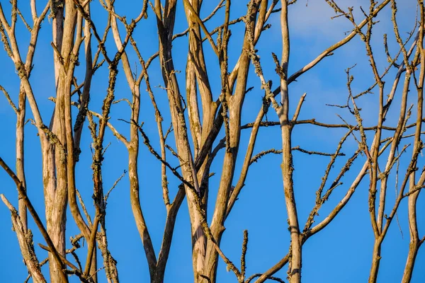 Trädstam Vägg Sidan Fältet Natur Skog Scen — Stockfoto