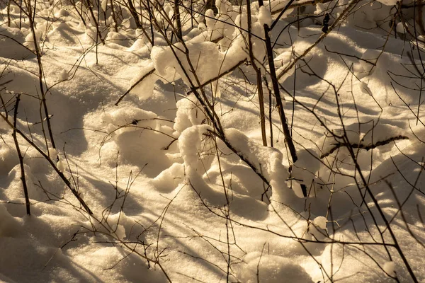 Textura Escena Del Bosque Invierno Árboles Cubiertos Nieve Día Soleado —  Fotos de Stock