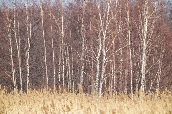 Tree Trunk Wall Side Field Nature Forest Scene — Stock Photo, Image