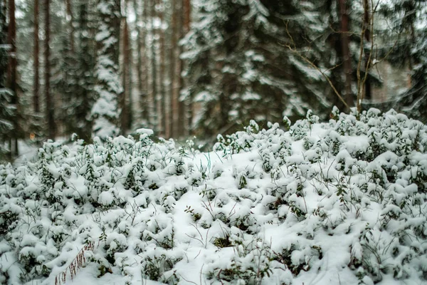 Textura Escena Del Bosque Invierno Árboles Cubiertos Nieve Día Soleado —  Fotos de Stock