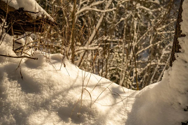 Zimowa Struktura Sceny Leśnej Drzewa Pokryte Śniegiem Słoneczny Dzień — Zdjęcie stockowe