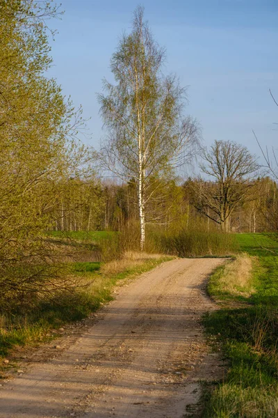 Stretta Strada Forestale Campagna Con Superficie Ghiaiosa Fogliame Verde Intorno — Foto Stock